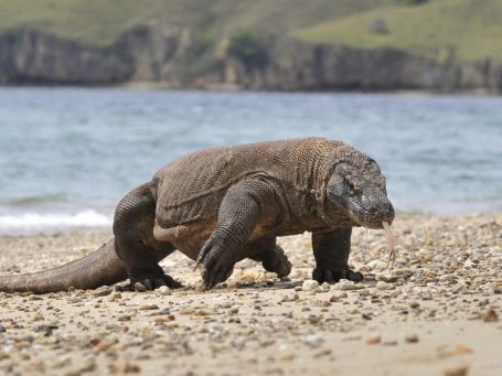 The majestic Komodo Dragon is the main preditor in Komodo Nationalpark