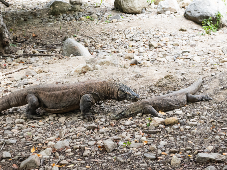 The majestic Komodo Dragon is the main preditor in Komodo Nationalpark