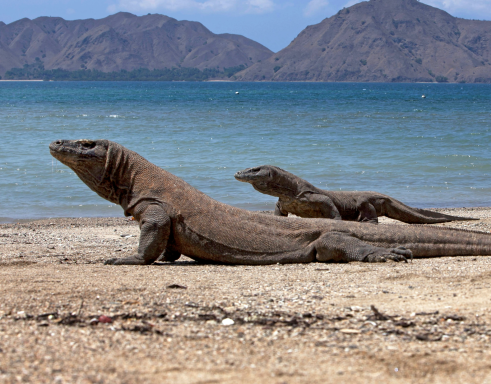 Two Komodo Dragons laying on the beach of Rinka Island.