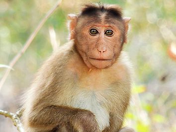 Playful macaque monkeys are part of Komodo Nationalpark