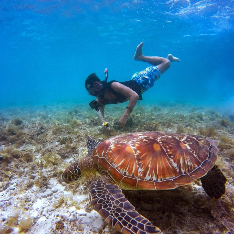 Snorkle with turtles.