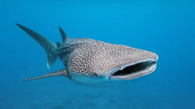 Whale hark under water