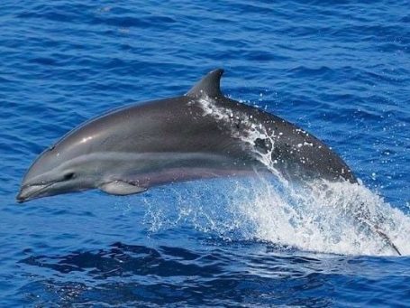 A bottlenose dolphin jumping and playing arround at Komodo Nationalpark