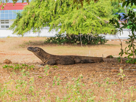 A Komodo Dragon swimming in the water of the Komodo Nationalpark's sea.