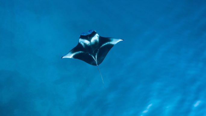 Manta Ray in the water in Komodo Nationalpark