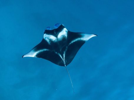 Snorkle with Manta Rays at Komodo Nationalpark