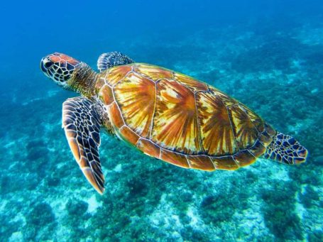 Snorkle with sea turtles at Komodo Nationalpark