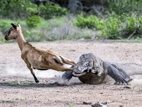 Komodo Dragon hunting a deer in Komodo Nationalpark