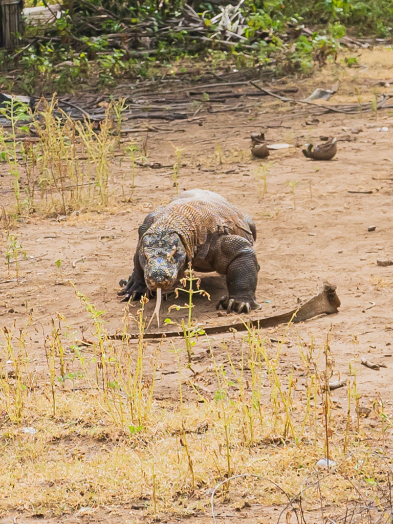 Two Komodo Dragons fighting for their territory