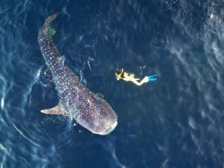 Whale sharks are friendly partners to snorkle with