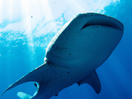 Snorkle with whale sharks on the Komodo Tour