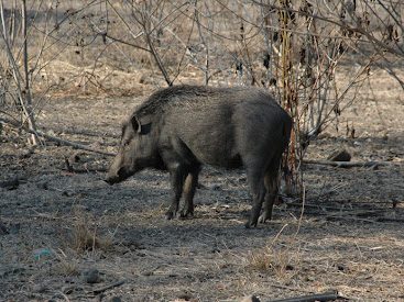 Wild pigs or boars belong to the prey of the Komodo Dragons