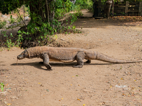 The Komodo Dragon can hunt in all terrains