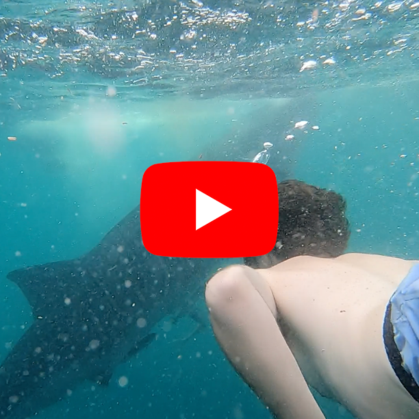 On the Indocruis Komodo & Whaleshark Tour, a tourist snorkels with whale sharks in crystal-clear water. 