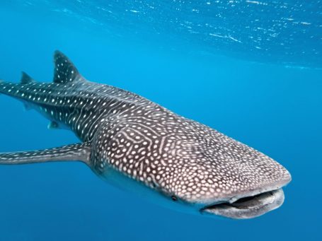 Whale sharks (Rhincodon typus) are majestic inhabitants of Komodo Nationalpark