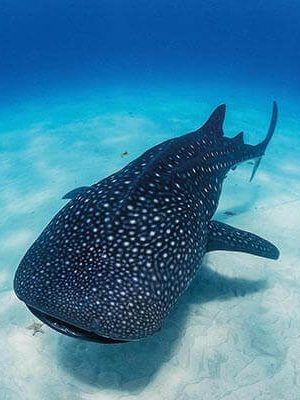 Snorkle with whalesharks on the Komodo Tour